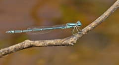 Neoneura joana