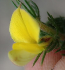 Aspalathus asparagoides