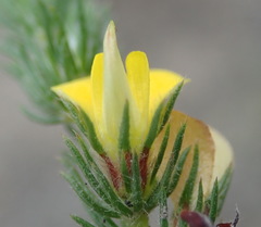 Aspalathus asparagoides