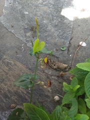 Aristolochia sempervirens