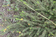Aspalathus asparagoides