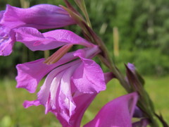 Gladiolus imbricatus