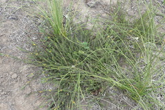 Aspalathus asparagoides