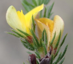 Aspalathus asparagoides