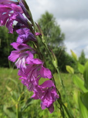 Gladiolus imbricatus