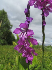 Gladiolus imbricatus