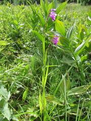 Gladiolus imbricatus
