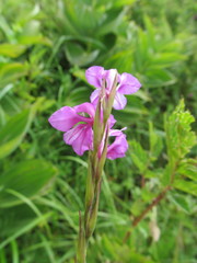 Gladiolus imbricatus