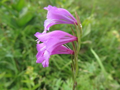 Gladiolus imbricatus