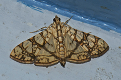 Glyphodes caesalis