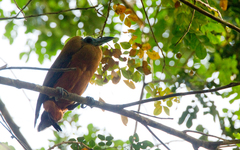 Perissocephalus tricolor