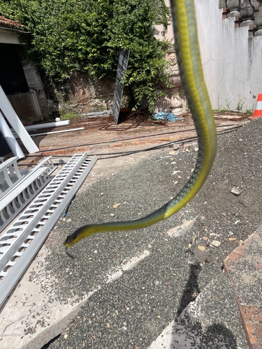 Common Tree Snake sighting