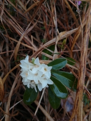 Daphne blagayana