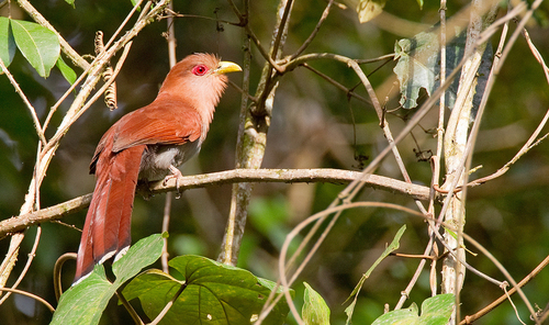Common Squirrel-Cuckoo