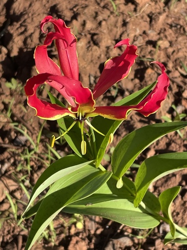 flame lily