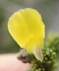 Aspalathus opaca rostriloba