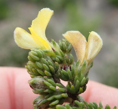 Aspalathus opaca rostriloba