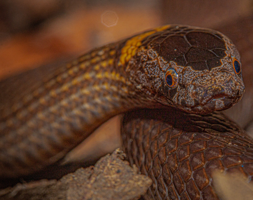 Northern Dward-crowned Snake, Cacophis churchilli