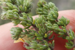 Aspalathus opaca rostriloba