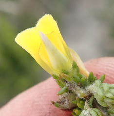 Aspalathus opaca rostriloba