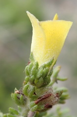 Aspalathus opaca rostriloba