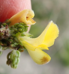 Aspalathus opaca rostriloba