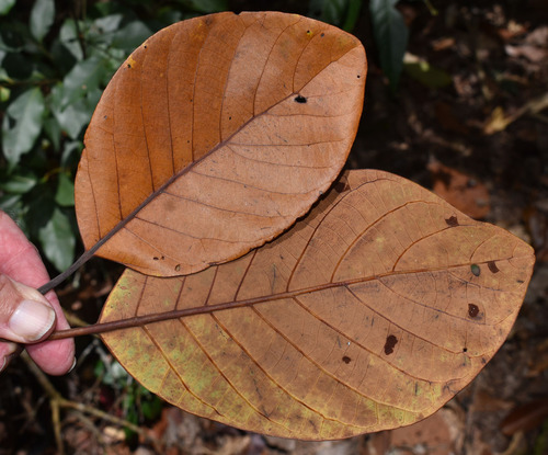 Litsea bindoniana observed 2023-11-28