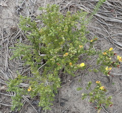 Aspalathus opaca rostriloba