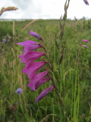 Gladiolus imbricatus