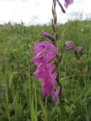 Gladiolus imbricatus