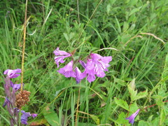 Gladiolus imbricatus