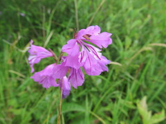 Gladiolus imbricatus