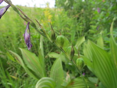 Gladiolus imbricatus