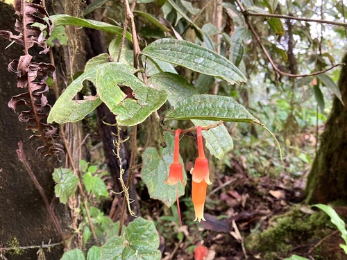 Psammisia ecuadorensis, 2023-12-18
