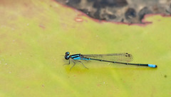 Acanthagrion