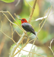 Cardinal Myzomela photo 5