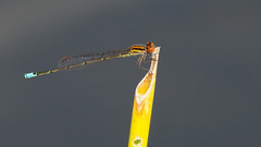 Acanthagrion adustum
