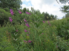 Gladiolus imbricatus