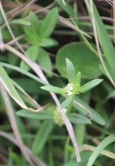 Spermacoce natalensis