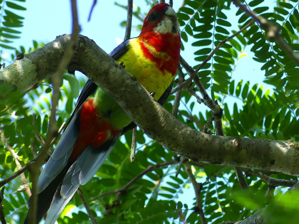 Eastern Rosella from Sydney NSW, Australia on January 23, 2024 at 05:37 ...