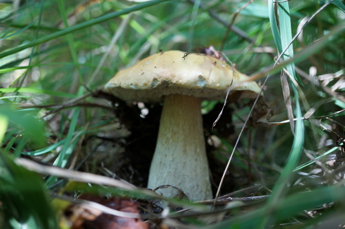Boletus edulis