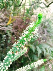 Struthiola dodecandra