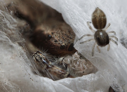 Gray Wall Jumping Spider, West Hollywood Park & Dog Park, West Hollywood, CA, US, photo 7 of 10