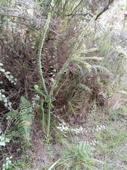 Struthiola dodecandra