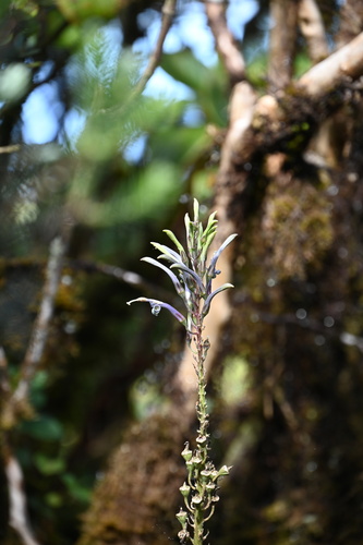 Lobelia oahuensis, 2022-12-03