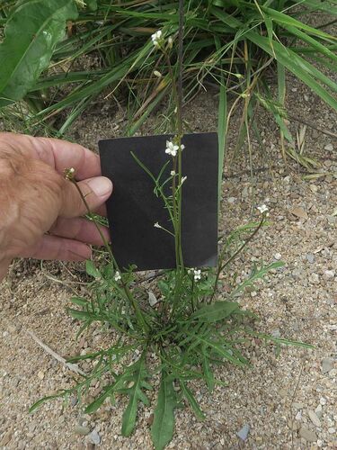 Cardamine tenuifolia observed 2024-01-24