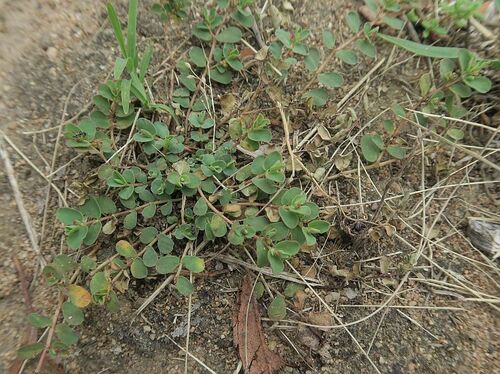 Euphorbia drummondii, 2024-01-24