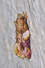 Aeolanthes rhodochrysa