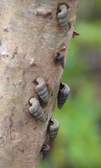 Cerithidea decollata