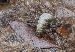 Cerithidea decollata